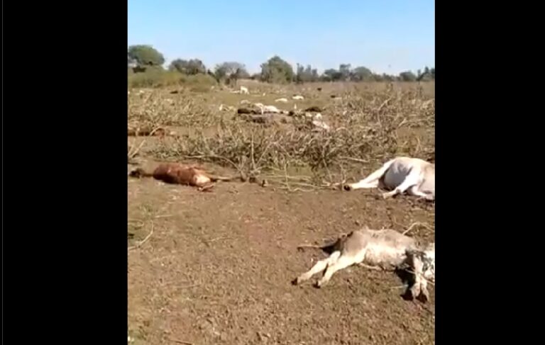 ಮಧ್ಯಪ್ರದೇಶ: ಬಿಜೆಪಿ ನಾಯಕಿಯ ಗೋಶಾಲೆಯಲ್ಲಿ 100ಕ್ಕೂ ಹೆಚ್ಚು ಹಸುಗಳ ಸಾವು, ಸ್ಥಳೀಯರ ಆಕ್ರೋಶ