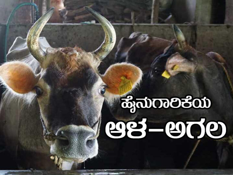 ಹೈನುಗಾರಿಕೆ ಬಿಕ್ಕಟ್ಟಿನ ಆಳ-ಅಗಲ; ನಡುಬೀದಿಯಲ್ಲಿ ರೈತ