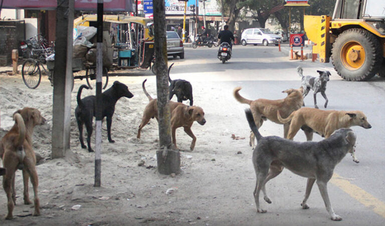 Explainer: ಪ್ರತಿನಿತ್ಯ ಬೆಂಗಳೂರಿನಲ್ಲಿ 70 ಜನರ ಮೇಲೆ ದಾಳಿ – ಬೀದಿ ನಾಯಿಗಳ ಸಮಸ್ಯೆಗೆ ಪರಿಹಾರವೇನು?