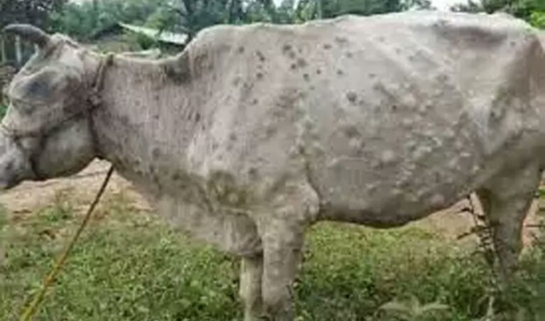 ಗುಜರಾತ್‌: LSD ಸೋಂಕಿನಿಂದ 1240ಕ್ಕೂ ಅಧಿಕ ಹಸುಗಳ ಸಾವು