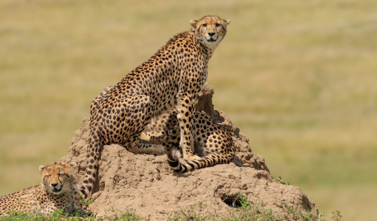 ಸಿವಂಗಿಗಳೇನೋ ತಂದಿರಿ; ಹುಲ್ಲುಗಾವಲುಗಳ ರಕ್ಷಣೆ ಯಾವಾಗ?