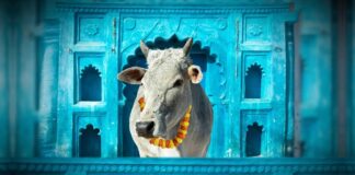 ಪ್ರತಿಭಟನೆ ಪರಿಣಾಮ: ಗೋವು ನಿಯಂತ್ರಣ ಮಸೂದೆಯನ್ನು ಹಿಂಪಡೆದ ಗುಜರಾತ್ ಸರ್ಕಾರ | Naanu Gauri