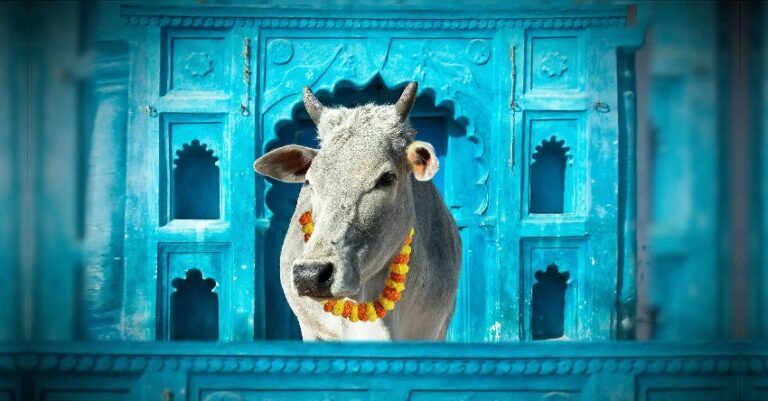 ಪ್ರತಿಭಟನೆ ಪರಿಣಾಮ: ಗೋವು ನಿಯಂತ್ರಣ ಮಸೂದೆಯನ್ನು ಹಿಂಪಡೆದ ಗುಜರಾತ್ ಸರ್ಕಾರ | Naanu Gauri