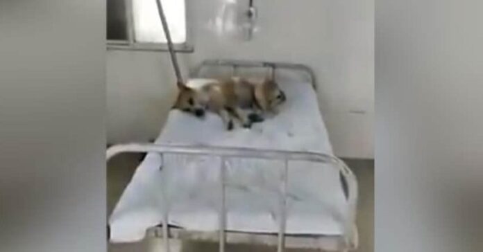 ಮಧ್ಯಪ್ರದೇಶ: ಆಸ್ಪತ್ರೆಯ ಬೆಡ್ ಮೇಲೆ ನಾಯಿ; ಆತಂಕಕಾರಿ ಆರೋಗ್ಯ ವ್ಯವಸ್ಥೆ ಎಂದ ಕಾಂಗ್ರೆಸ್ | Naanu Gauri