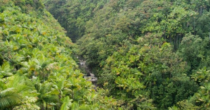 ಶಿವಮೊಗ್ಗ: ಅರಣ್ಯ ಭೂಮಿಯ ಅಕ್ರಮ ಡಿ-ನೋಟಿಫಿಕೇಶನ್; ಇಬ್ಬರು ಮಾಜಿ ಐಎಎಸ್ ಅಧಿಕಾರಿಗಳ ವಿರುದ್ಧ ಪರಿಸರ ಸಚಿವಾಲಯಕ್ಕೆ ದೂರು