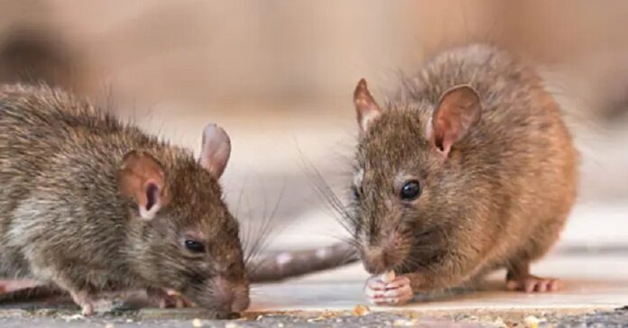 ‘500 KG ಗಾಂಜಾ ಇಲಿ ತಿಂದಿದೆ!’: ಕೋರ್ಟ್‌ನಲ್ಲಿ ವಿಚಿತ್ರ ಹೇಳಿಕೆ ನೀಡಿದ ಯುಪಿ ಪೊಲೀಸರು | Naanu Gauri