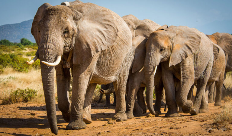 ಆನೆ ವಿಜ್ಞಾನದ ವಿಸ್ಮಯಗಳು