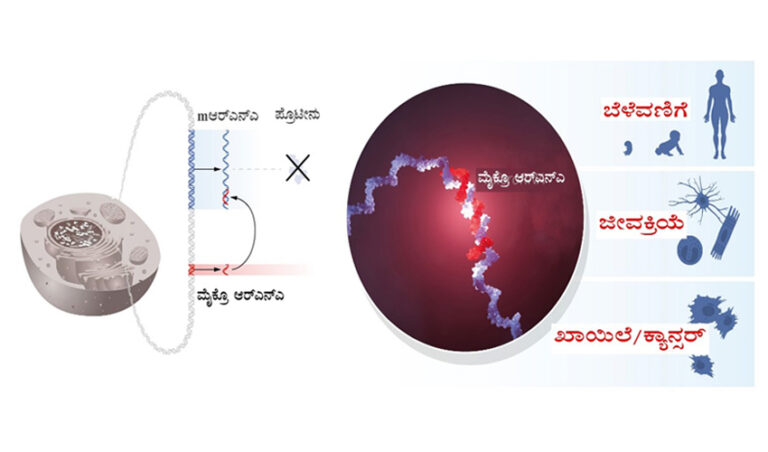 ಆರ್‌ಎನ್‌ಎಯ ಹೊಸ ಬಗೆಯ ಪತ್ತೇದಾರರು