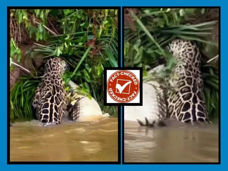 FACT CHECK : ಚಿರತೆ ಮೊಸಳೆಯನ್ನು ಭೇಟೆಯಾಡಿದ ದೃಶ್ಯ ಬಂಟ್ವಾಳದಲ್ಲ