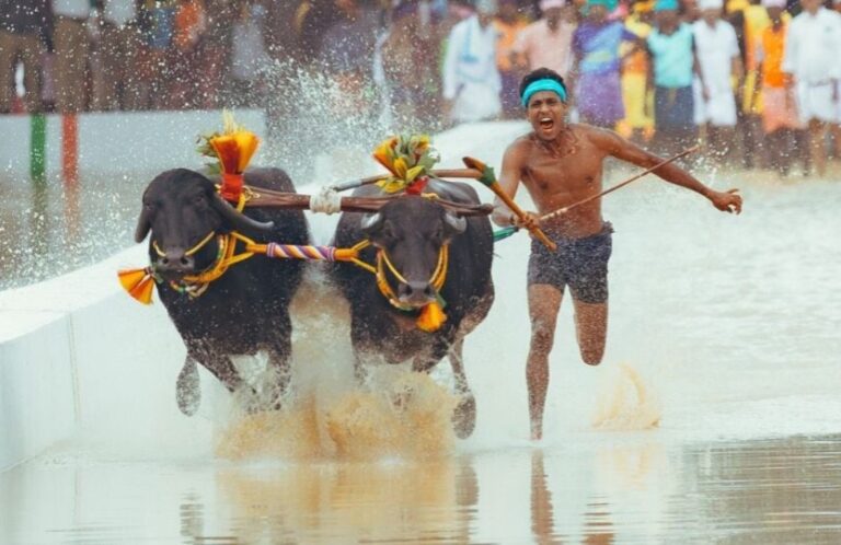 ಬೆಂಗಳೂರು ಕಂಬಳದ ವಿರುದ್ಧ ಪಿಐಎಲ್‌ : ನಾಳೆಗೆ ವಿಚಾರಣೆ ಮುಂದೂಡಿದ ಹೈಕೋರ್ಟ್‌