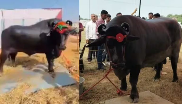 1,500 ಕೆಜಿ ತೂಕದ ಎಮ್ಮೆ ಮೌಲ್ಯ ₹23 ಕೋಟಿ; ಸಾಮಾಜಿಕ ಮಾಧ್ಯಮದಲ್ಲಿ ವೈರಲ್