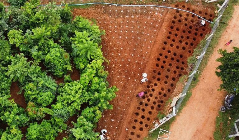 ’ಮಿಯಾವಾಕಿ’: ಗಡಿ ದಾಟಿ ವ್ಯಾಪಿಸಿದ ’ನಗರ ಅರಣ್ಯ’ ಕಲ್ಪನೆ