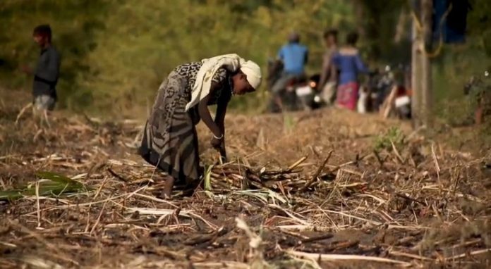 ಮಹಾರಾಷ್ಟ್ರ, 12 ಲಕ್ಷ, ಕಬ್ಬು ಕಡಿಯುವವರು, ಮತದಾನ,ವಂಚಿತ, ಭೀತಿ, ಕೋರ್ಟ್‌, ಅರ್ಜಿ, Maharashtra, 12 lakh, sugarcane cutters, voting, deprived, fear, court, petition,