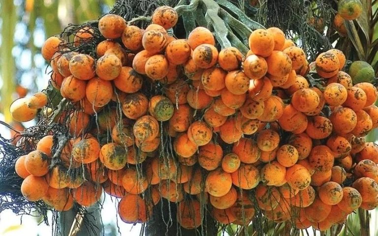 ಅಡಕೆ ಆರೋಗ್ಯಕ್ಕೆ ಹಾನಿ: ಕೇಂದ್ರ ಅಧ್ಯಯನ