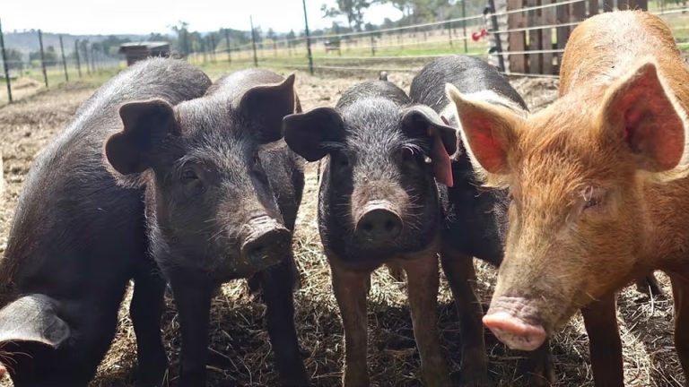 ಹಂದಿ ಸಾಕಣೆ ವಲಯಕ್ಕೆ ಥಾಯ್ ಕಂಪನಿ ಪ್ರವೇಶ; ಅಸ್ಸಾಂ ರೈತರಿಂದ ವಿರೋಧ