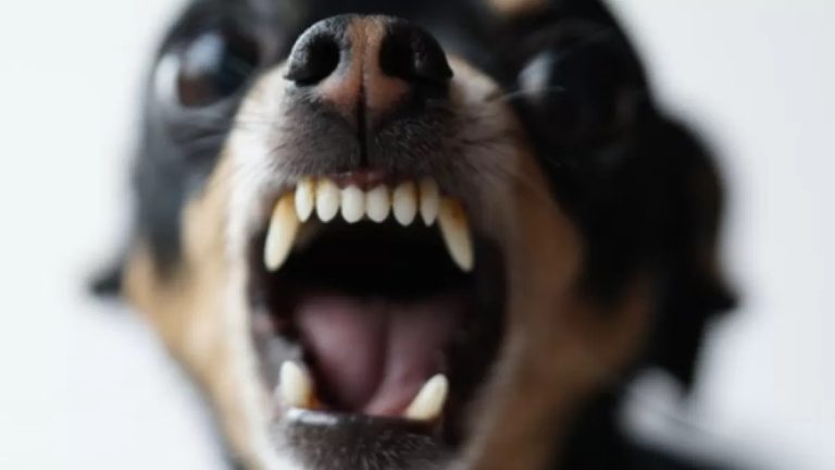 ನಾಯಿ ಮೇಲೆ ಕಸ ಎಸೆದ ಆರೋಪ: ದಲಿತ ಮಹಿಳೆ, ಪುತ್ರಿಯನ್ನು ರಸ್ತೆಯಲ್ಲಿ ದರದರ ಎಳೆದಾಡಿ, ಹಲ್ಲೆ