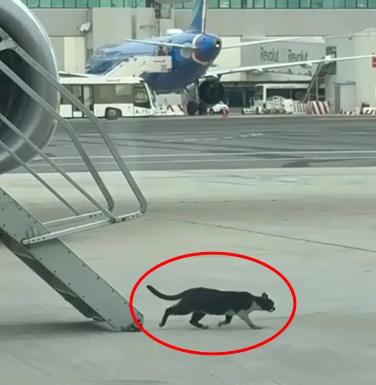 ವಿಮಾನ “ಅಪಹರಿಸಿದ ಬೆಕ್ಕು”:  ಹಾರಾಟ 2 ದಿನ ವಿಳಂಬ