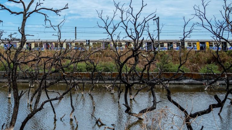 ಅದಾನಿ ವಿದ್ಯುತ್ ಯೋಜನೆ, ಮ್ಯಾಂಗ್ರೋವ್ ಮರ, ಕತ್ತರಿಸು, ಬಾಂಬೆ ಹೈಕೋರ್ಟ್, ಅನುಮತಿ, Adani power project, mangrove tree, Bombay High Court, permission,