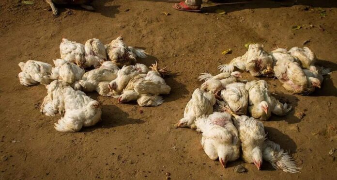 ಸಂಡೂರು, ಹಕ್ಕಿ ಜ್ವರ, 2,000 , ಕೋಳಿ, ಸಾವು, Sandur, bird flu, 2,000, chickens, death, ಸಂಡೂರು ಹಕ್ಕಿ ಜ್ವರದಿಂದ 2,000 ಕ್ಕೂ ಹೆಚ್ಚು ಕೋಳಿಗಳು ಸಾವು