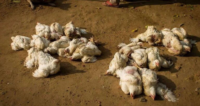 ಸಂಡೂರು, ಹಕ್ಕಿ ಜ್ವರ, 2,000 , ಕೋಳಿ, ಸಾವು, Sandur, bird flu, 2,000, chickens, death, ಸಂಡೂರು ಹಕ್ಕಿ ಜ್ವರದಿಂದ 2,000 ಕ್ಕೂ ಹೆಚ್ಚು ಕೋಳಿಗಳು ಸಾವು