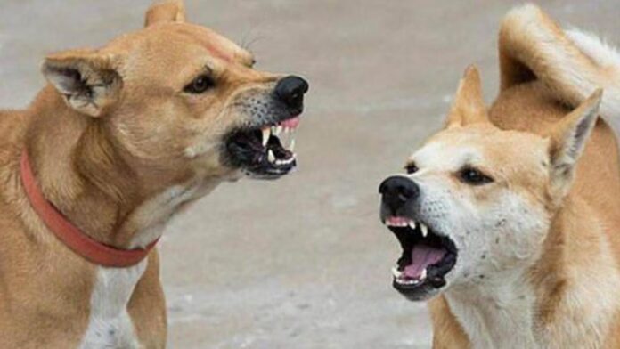 ನಾಯಿ ಕಡಿತ ಪ್ರಕರಣ, ತಿಂಗಳು, 47% ಹೆಚ್ಚಳ, ರೇಬಿಸ್‌, ಸಾವು, Dog bite cases, month, 47% increase, rabies, death,