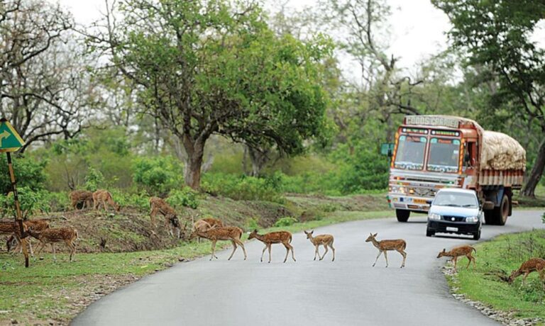 ಮತ್ತೆ ಮುನ್ನೆಲೆಗೆ ಬಂಡೀಪುರ ಸಂಚಾರ..ರಾತ್ರಿ ನಿಷೇಧ ತೆಗೆದು ಹಾಕುತ್ತಾ ಸರ್ಕಾರ?
