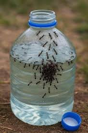 ಸಲಾಂ ಇರುವೆ!