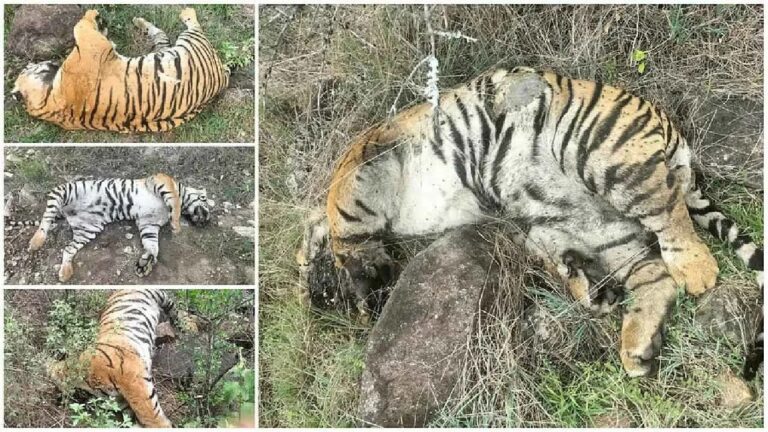 5 ಹುಲಿಗಳ ಸಾವಿನ ಪ್ರಕರಣ: ಸಂಬಂಧಪಟ್ಟ ಇಬ್ಬರು ಅಧಿಕಾರಿಗಳು ಅಮಾನತು