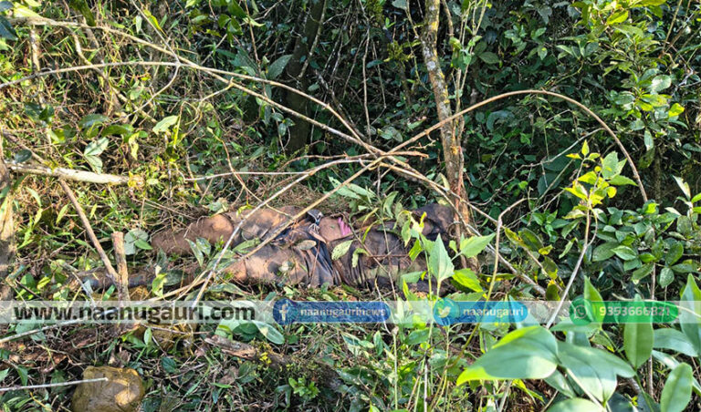 ಶೃಂಗೇರಿ: ಕೆರೆಕಟ್ಟೆ ಬಳಿ ಒಂಟಿ ಸಲಗ ತುಳಿತಕ್ಕೆ ಇಬ್ಬರ ಸಾವು, ಈಶ್ವರ್‌ ಖಂಡ್ರೆ ರಾಜೀನಾಮೆಗೆ ಒತ್ತಾಯ.