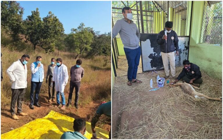 ಬೆಳಗಾವಿ | 29 ಕೃಷ್ಣಮೃಗಗಳು ಸಾವು : ರಾಣಿ ಚನ್ನಮ್ಮ ಕಿರು ಮೃಗಾಲಯಕ್ಕೆ ತಜ್ಞರ ತಂಡ ಭೇಟಿ