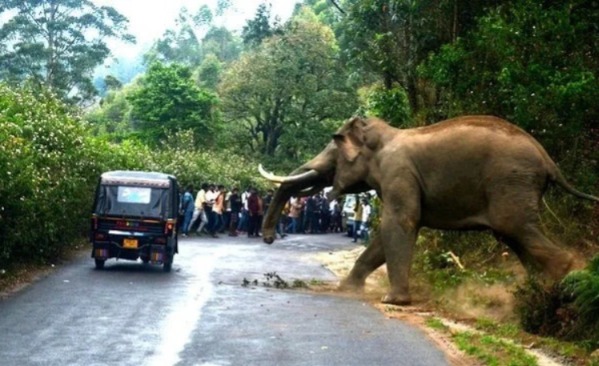 ಮಾನವ-ವನ್ಯಜೀವಿ ಸಂಘರ್ಷವನ್ನು ‘ನೈಸರ್ಗಿಕ ವಿಕೋಪ’ ಎಂದು ಪರಿಗಣಿಸಲು ರಾಜ್ಯಗಳಿಗೆ ಸುಪ್ರೀಂ ನಿರ್ದೇಶನ : ಸಂತ್ರಸ್ತರಿಗೆ 10 ಲಕ್ಷ ರೂ. ಪರಿಹಾರ ನೀಡಲು ಆದೇಶ