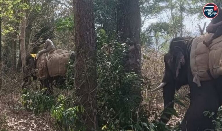 ಚಿಕ್ಕಮಗಳೂರಿನಲ್ಲಿ ಒಂದೇ ವಾರದಲ್ಲಿ ಕಾಡಾನೆ ದಾಳಿಗೆ ಎರಡನೇ ಸಾವು; ಆನೆ ಸೆರೆ; ಸರ್ಕಾರದ ವಿರುದ್ಧ ಸ್ಥಳೀಯರ ಪ್ರತಿಭಟನೆ