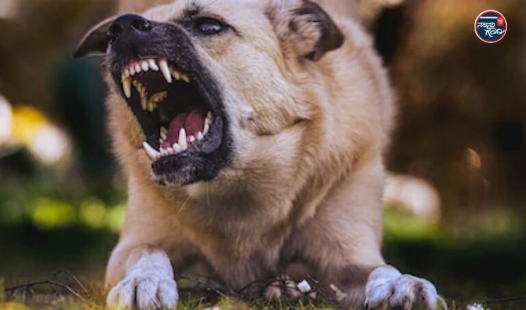 ಮಹಾರಾಷ್ಟ್ರ: ಎರಡು ಗಂಟೆಗಳಲ್ಲಿ 40 ಜನರಿಗೆ ಕಚ್ಚಿದ ಬೀದಿ ನಾಯಿ: ಚಿಕಿತ್ಸೆಗಾಗಿ ಆಸ್ಪತ್ರೆ ಎದುರು ಸರತಿ ಸಾಲಿನಲ್ಲಿ ನಿಂತ ಗಾಯಾಳುಗಳು