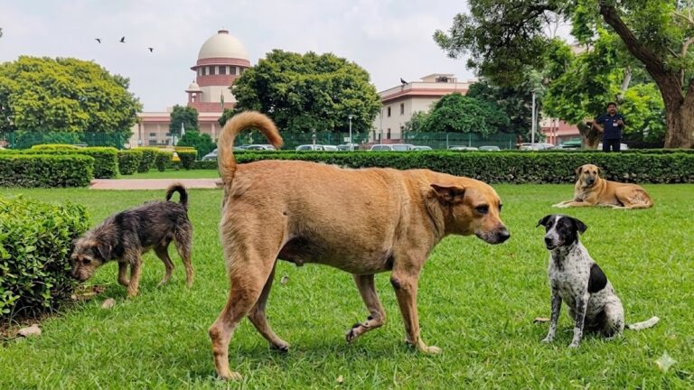 ರಸ್ತೆಗಳಲ್ಲಿ ಮುಕ್ತವಾಗಿ ಓಡಾಡುವುದು ಜನರ ಹಕ್ಕು: ಬೀದಿ ನಾಯಿಗಳ ದಯಾಮರಣಕ್ಕೂ ಸುಪ್ರೀಂ ಅಸ್ತು
